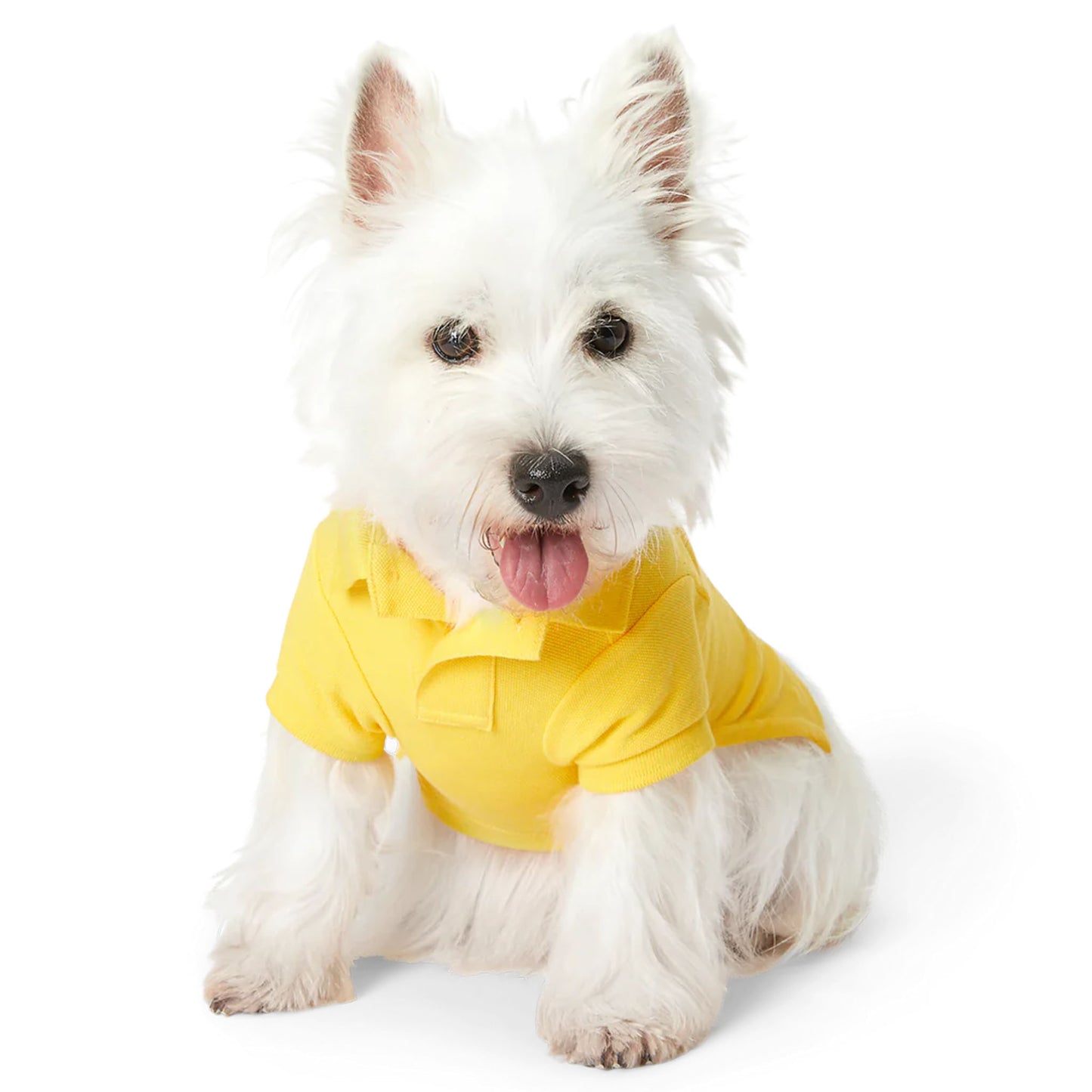 Cat and Dog Polo Bear Shirt in Yellowfin