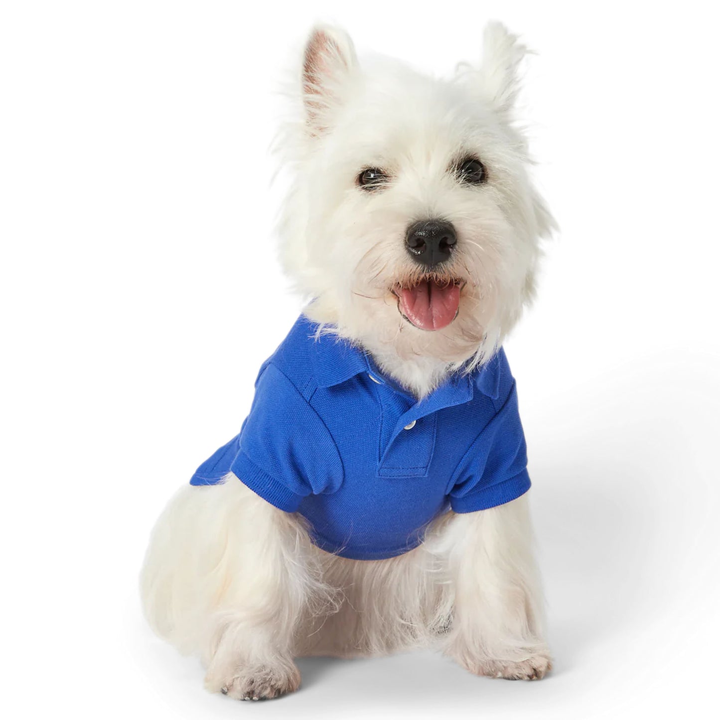 Cat and Dog Polo Bear Shirt in Bright Royal